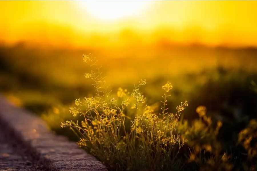 亚斯码头, 房冠军宝座, style